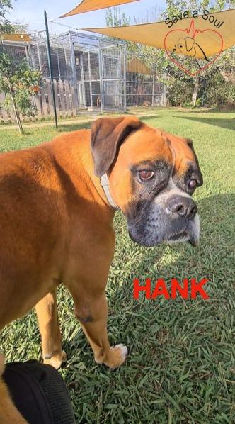 Hank boxer puro di 5 anni Foto 2